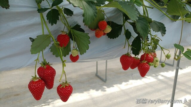 ベリーベリーファーム 西脇 Very Bery Farm 西脇 西脇市 その他 食べログ ベリーベリーファーム 西脇 Very Bery Farm 西脇 西脇市 その他 食べログ