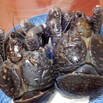 はーりー - 選ぶが良い