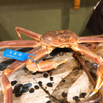 うを徳 - 島根県隠岐の松葉ガニ