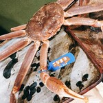 うを徳 - 島根県隠岐の松葉ガニ