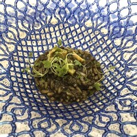 クイントカント - 