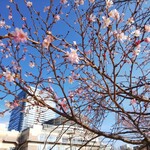 Les deux Bleue - 冬桜が咲いてました。