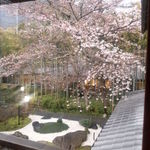 嵯峨野 - 去年の桜　4/6（金）現在のソメイヨシノです