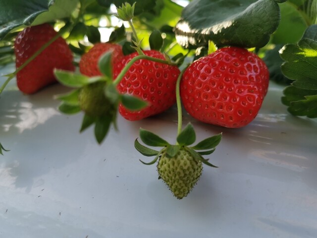 安田いちご園 富津市その他 スイーツ その他 食べログ