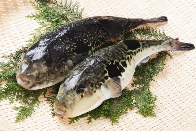市場直結 柳橋とらふぐ鍋ガーデン 国際センター 魚介料理 海鮮料理 食べログ 市場直結 柳橋とらふぐ鍋ガーデン 国際センター 魚介料理 海鮮料理 食べログ