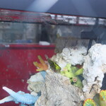 ラーメン二郎 - かわいいフグ