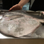 銀座 大石 - マナガツオ。巨大。