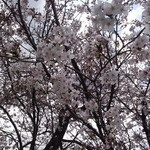 手のべ冷麺専門店 六盛 - 店の前の公園にて、桜の季節だったので写真撮って回った。
