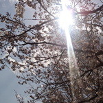 手のべ冷麺専門店 六盛 - この日はまだ２～３分咲きってとこだった。