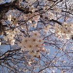 手のべ冷麺専門店 六盛 - さくら、さくら、今咲き誇る～♪