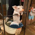 ラフ&タフ コーヒースタンド - レジ横でくつろぐブタさん