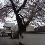 松鶴庵 - 松鶴庵入り口の満開の桜