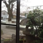 松鶴庵 - 店内から満開の桜を臨む