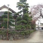 松鶴庵 - 松鶴庵と桜の古木