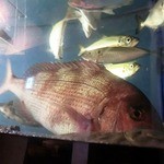 ひなた - いけすがあるので、鮮度は１００％保障！