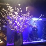 バーハクシ - 今回は桜があった。