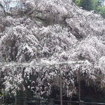 Soba Saryou Sawashou - お店に向かうまでのしだれ桜
                        