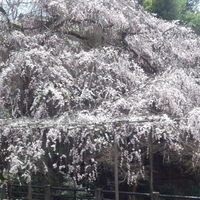 そば茶寮 澤正 - お店に向かうまでのしだれ桜
                