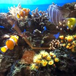 ロイヤルクリスタルカフェ - 