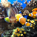 ロイヤルクリスタルカフェ 銀座店 - 