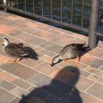 ラーメンハウス蘭蘭 - 