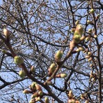 ラーメンハウス蘭蘭 - 