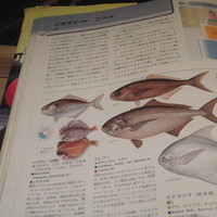 すし匠 齋藤 - イボダイの説明のページ