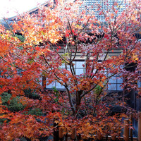 美濃吉本店 竹茂楼 - 小子房の紅葉