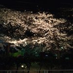 Umazake Kamunabi - この夜桜ですー
