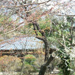 Gyouzan - 