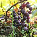 星人の宿 ペンション和田 - 