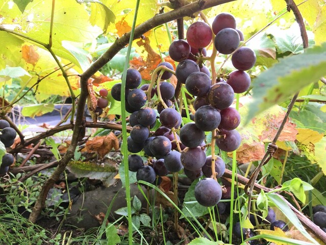 星人の宿 ペンション和田 - 富良野市その他（旅館・民宿）の写真