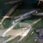 安来や - 調理する前に今まで泳いでいたイカを持ってきてくれましたよ。 まだ、生きていますからね。 お皿からピョーンって飛び跳ねていましたよ。 新鮮そのものです。