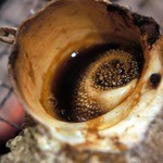 安来や - サザエも美味しそうに出来てきていますよ。 出来上がりが楽しみです。