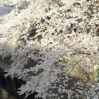 焼鶏あきら 中目黒本店 - 