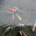 Houjuu - 通りや庭には見事な鯉が泳いでいます。