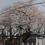 ロズマリーノ - 窓から見える浅間社の桜は、桜の季節は見所
