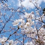 ボヤージュ - 半田の桜はまだ七分咲きでした