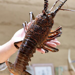 鮨旬美西川 - 超特大伊勢海老