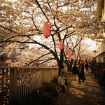 ル・ジャルダン - フォーシーズンズホテル椿山荘へ続く、江戸川公園の並木道。正面から入るより裏玄関がオススメ。