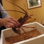 トラットリア・アルベロ - 活き伊勢海老