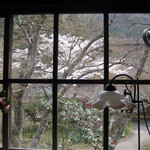 茶房 天井棧敷 - 窓越しに満開の桜