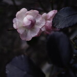 エスプリモダン めろん - 