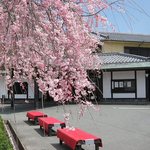 豆子郎の里 茶藏庵 - しだれ桜を見ながらいただくこともできます