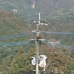 月と亀 - ・パンダカラスの巣、ちょいと顔を出している