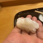 小松 弥助 - 槍烏賊