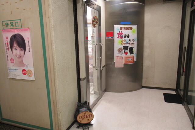 猫カフェ 花よりにゃんこ 高槻 その他 食べログ