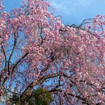 Sagano - 昨年春のしだれ桜です