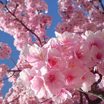 NAKAMEGURO TERRACE - sakura 