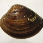 日の出 - ジハマ